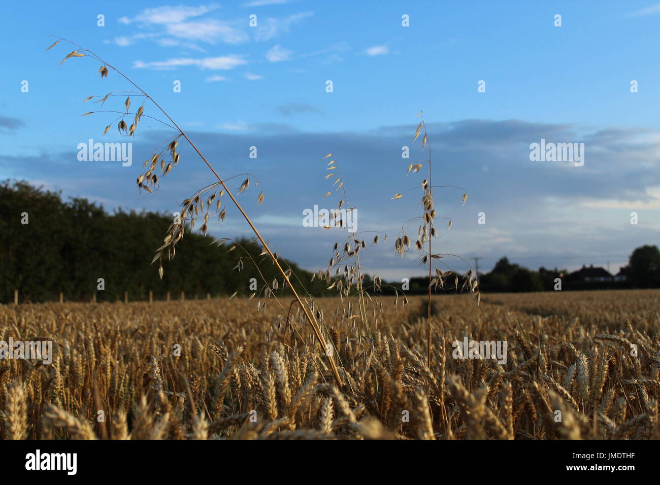 wild oats in wheat Stock Photo