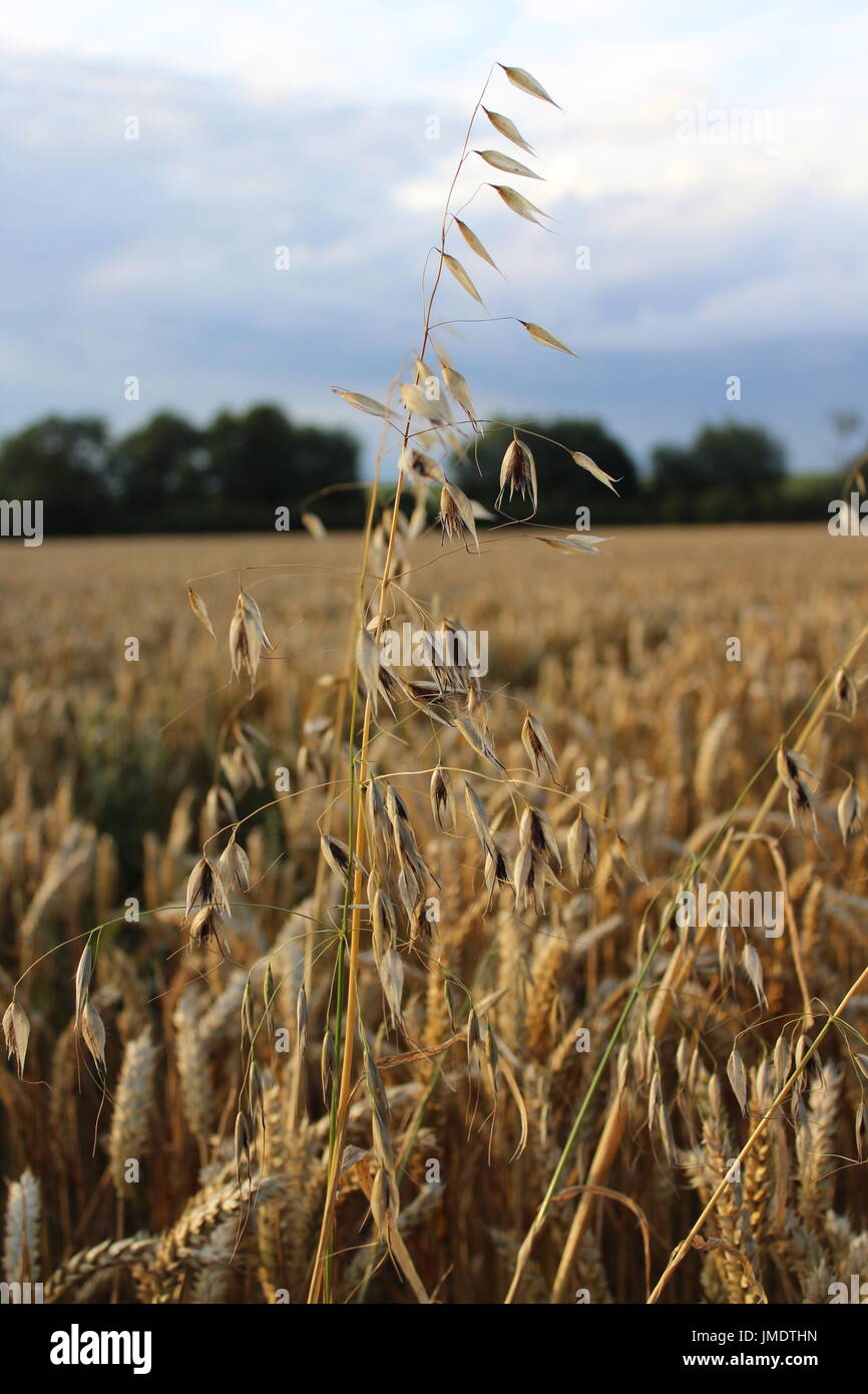 wild oats in wheat Stock Photo