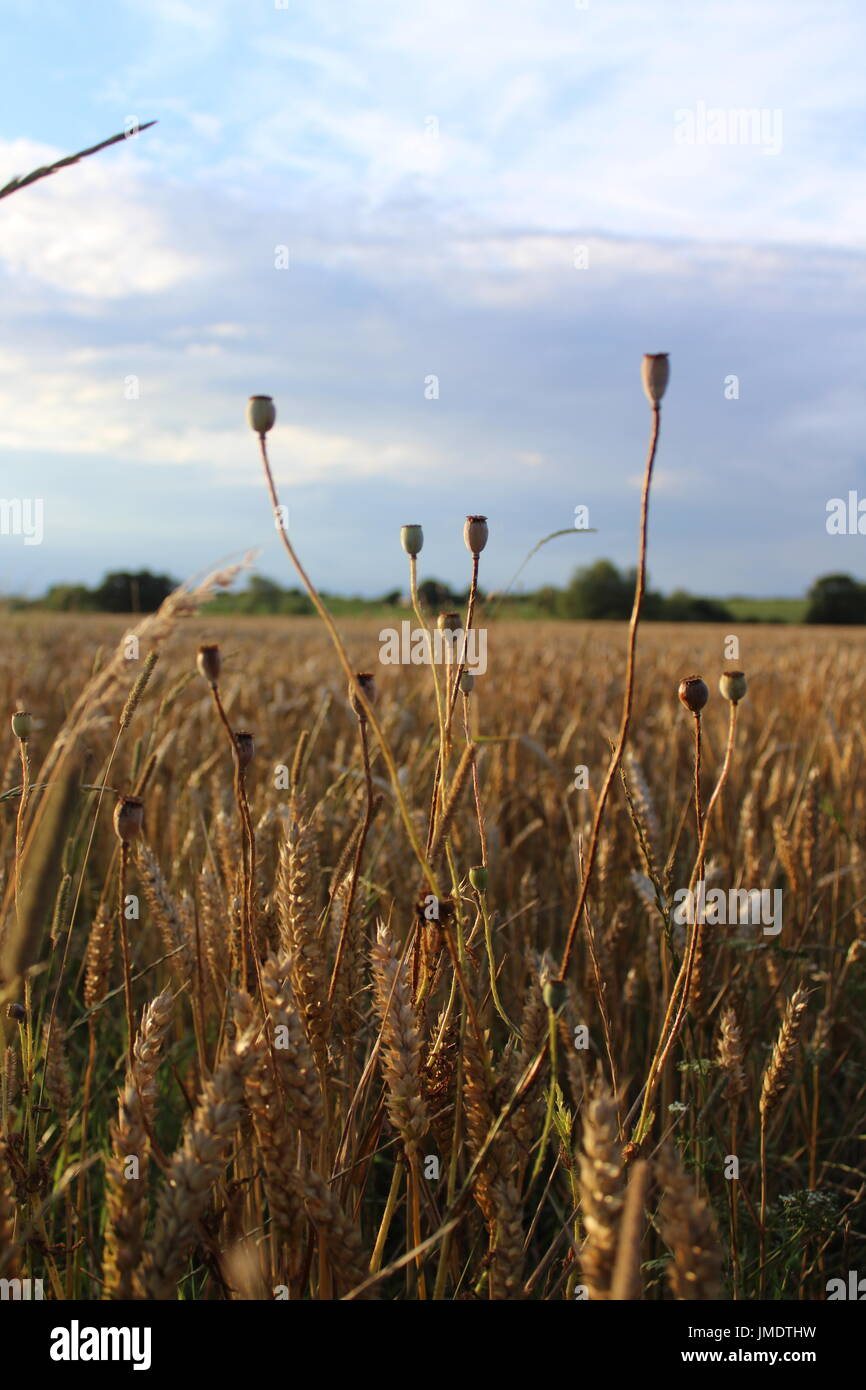 poppys in wheat Stock Photo