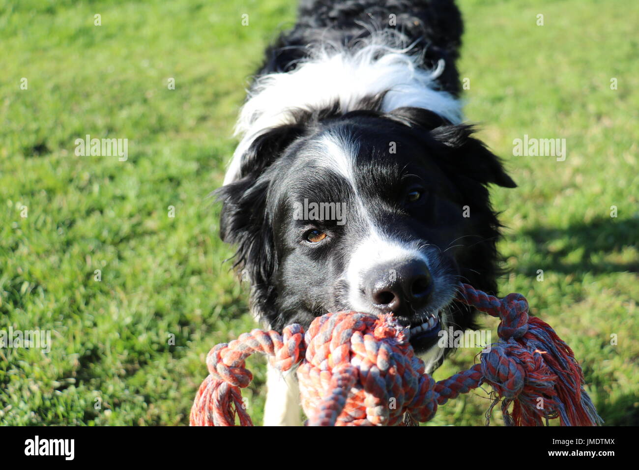 Closeup of dog playing tug of war Stock Photo Alamy