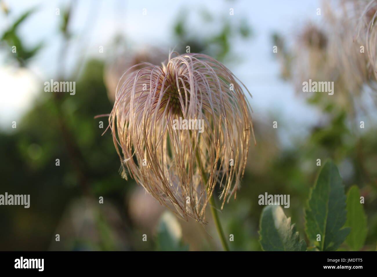 Yellow clematis Stock Photo