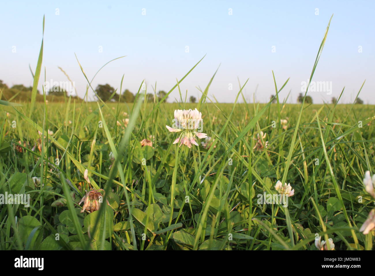white clover grass ley Stock Photo Alamy