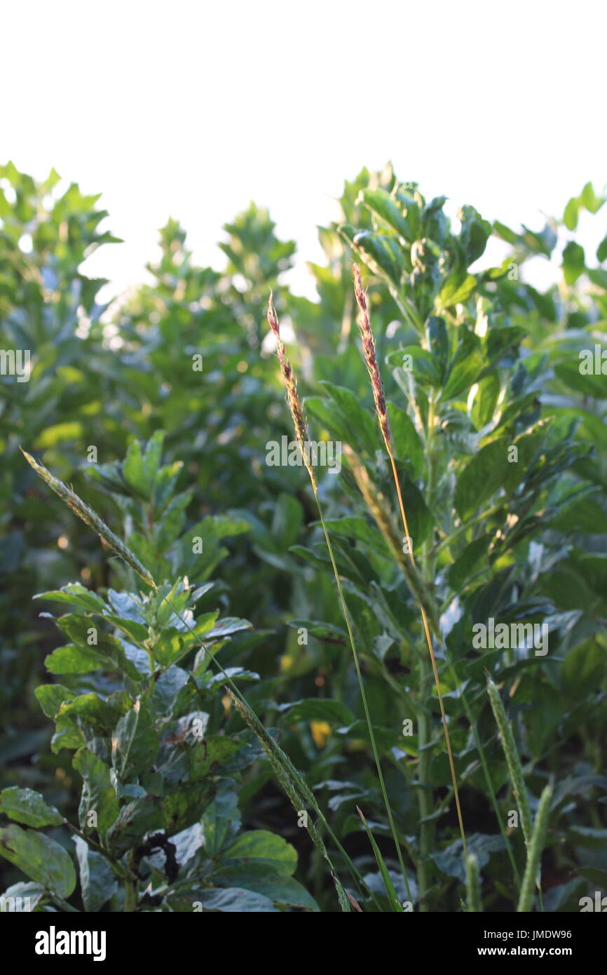 black grass weed in beans Stock Photo