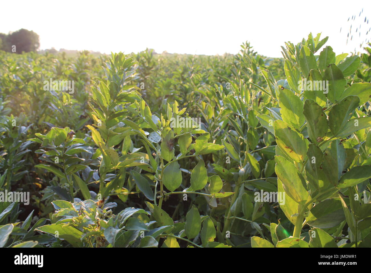 field of beans Stock Photo