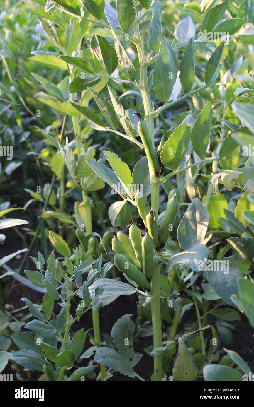 growing field beans Stock Photo