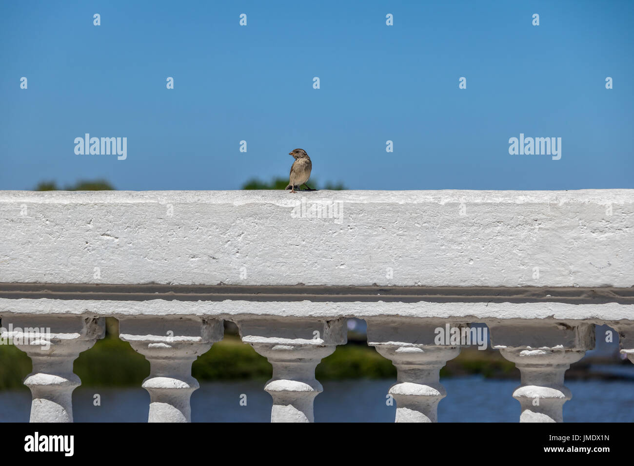 Bird at La Plata River - Colonia del Sacramento, Uruguay Stock Photo