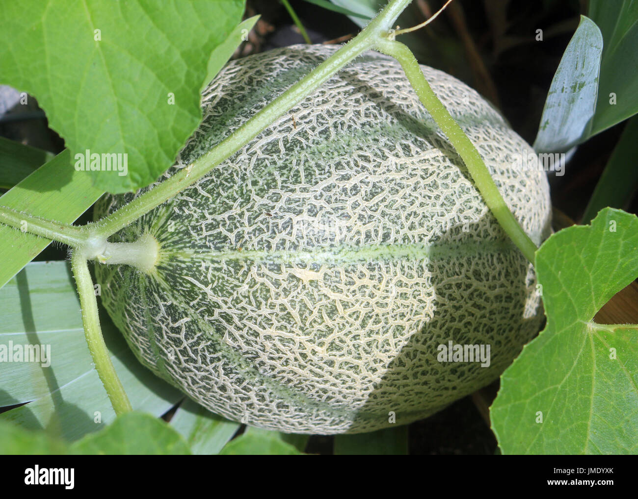 An unripe cantaloupe fruit is ripening on the vine in a garden with irises. Stock Photo