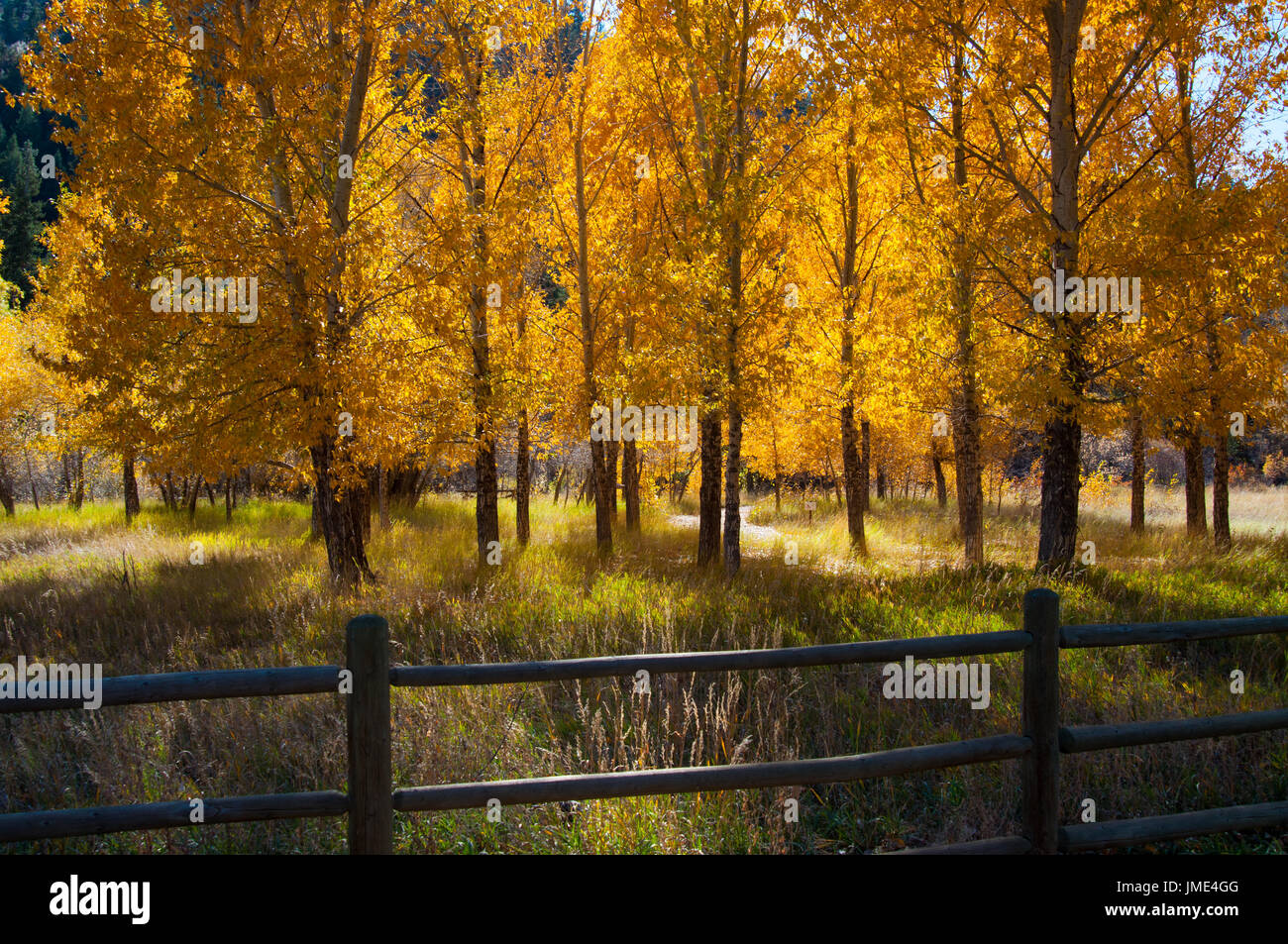 Bear park hi-res stock photography and images - Alamy