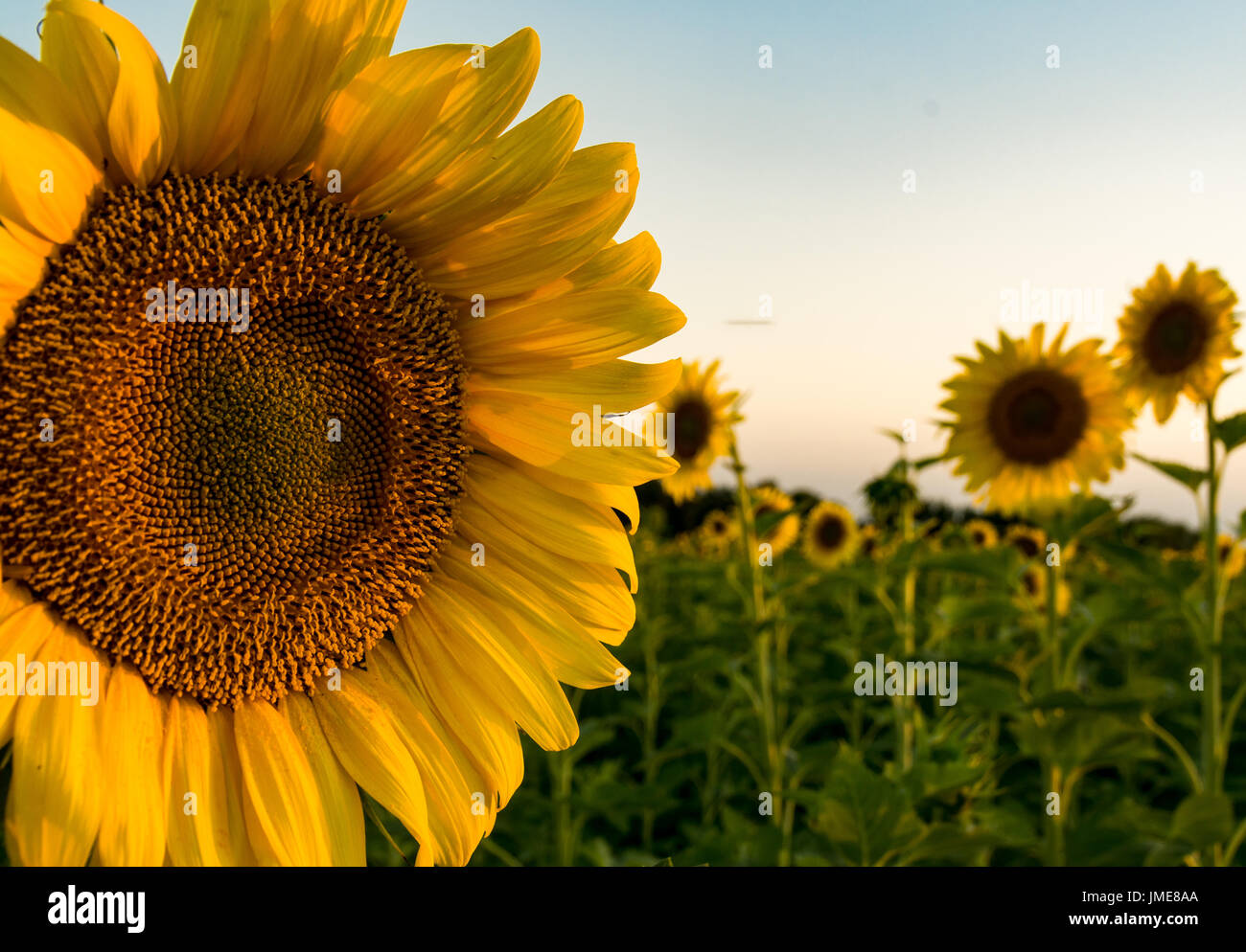 Sunflower field at sunset. Matthiessen state park, Illinois Stock Photo