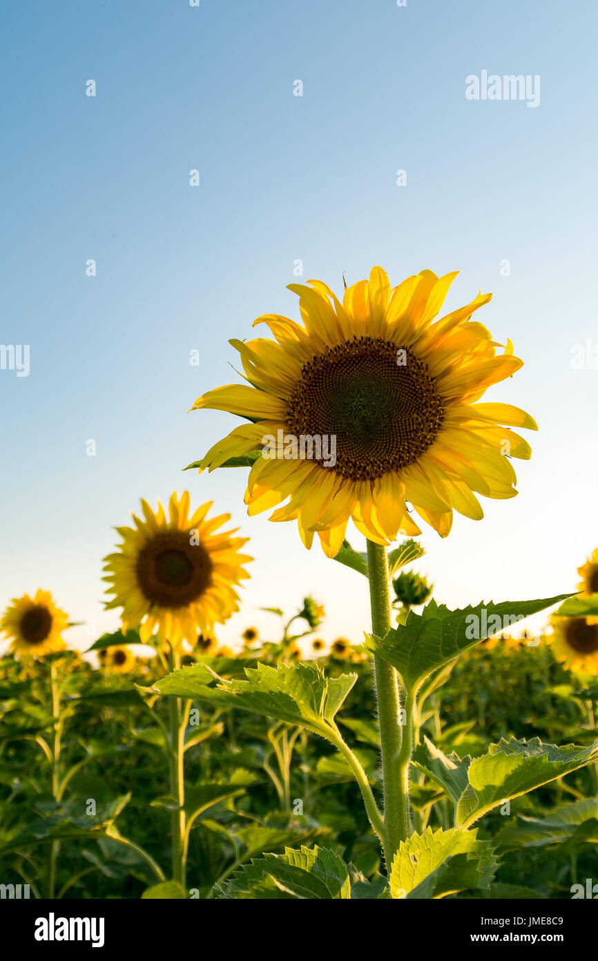 Sunflower field at sunset. Matthiessen state park, Illinois Stock Photo