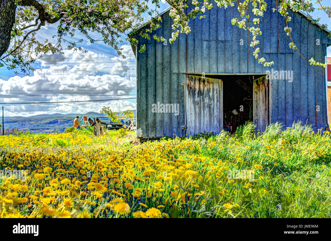 Blue painted old vintage shed with yellow dandelion flowers in summer landscape field in countryside with artist painters Stock Photo