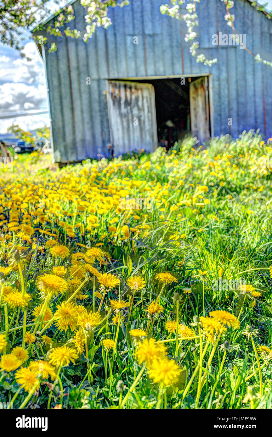 Blue painted old vintage shed with yellow dandelion flowers in summer landscape field in countryside Stock Photo