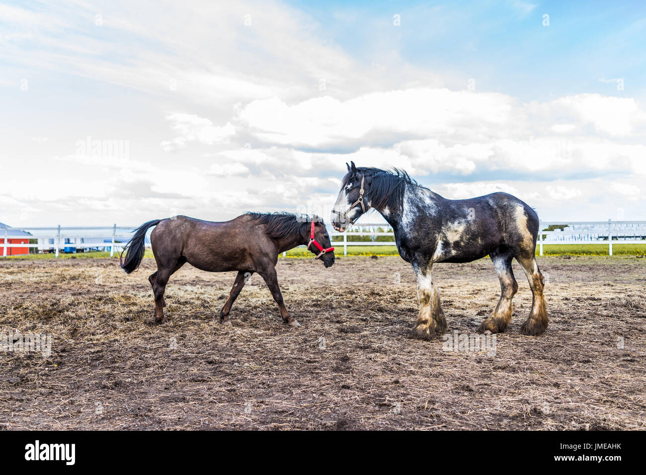 Two horses walking towards each other in farm paddock in brown soil landscape Stock Photo