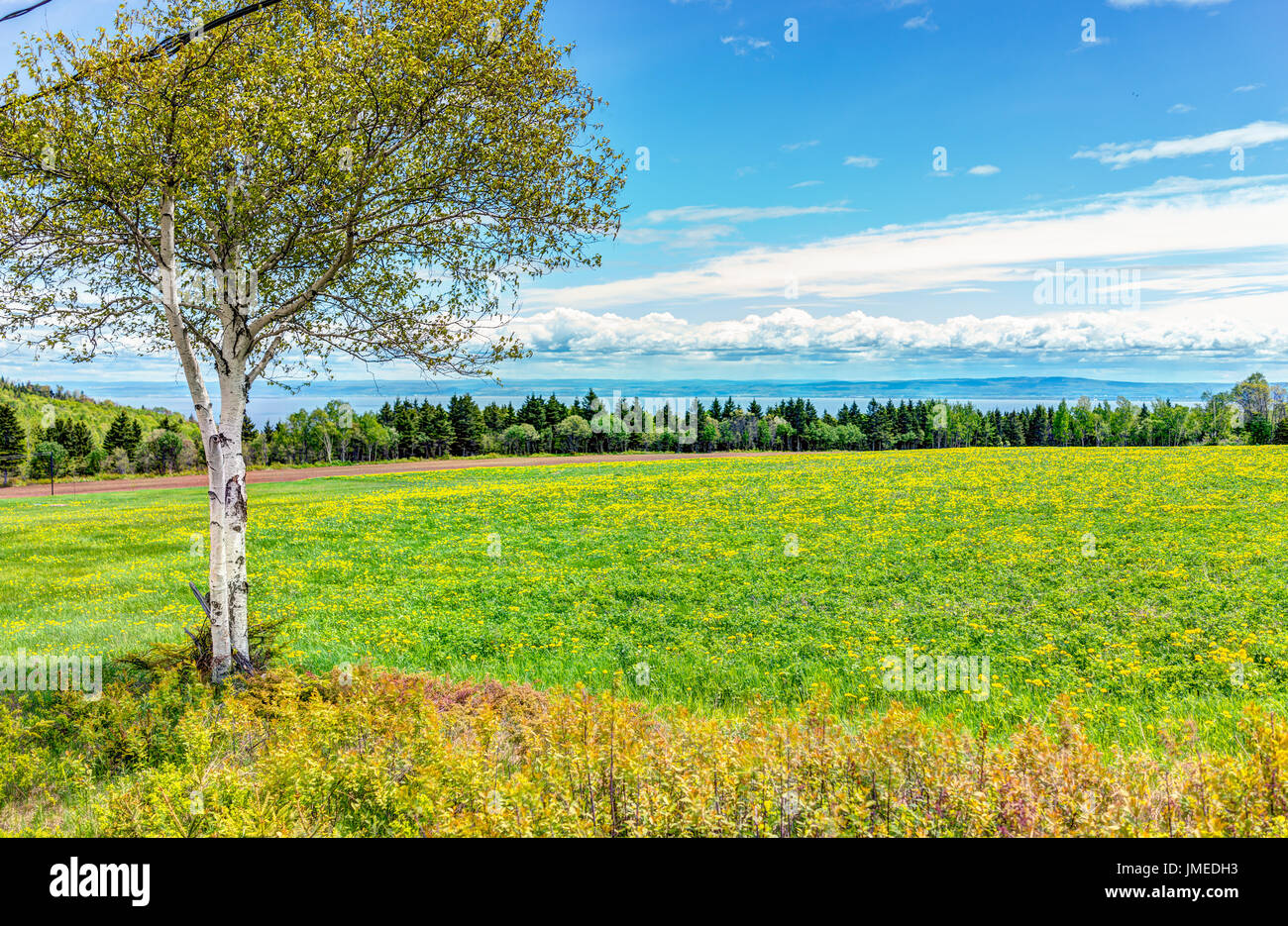 Field of yellow dandelion flowers and white birch tree in Quebec