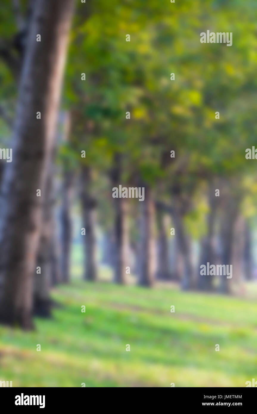 Blurred of green tree in garden. Defocused big tree in tropical park.  Abstract green nature background Stock Photo - Alamy