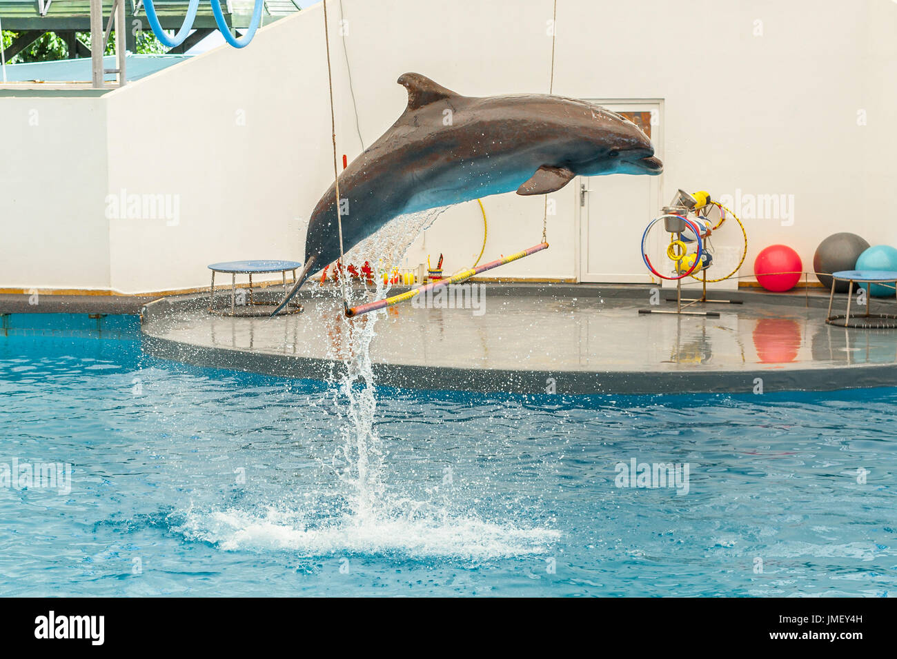 Dolphin jumping through a hoop in the pool Stock Photo