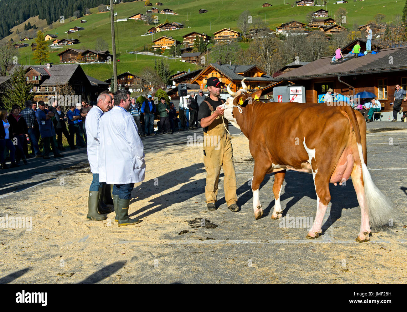 Members of the jury examine Simmental Fleckvieh at a cattleshow, Lauenen, canton of Bern, Switzerland Stock Photo