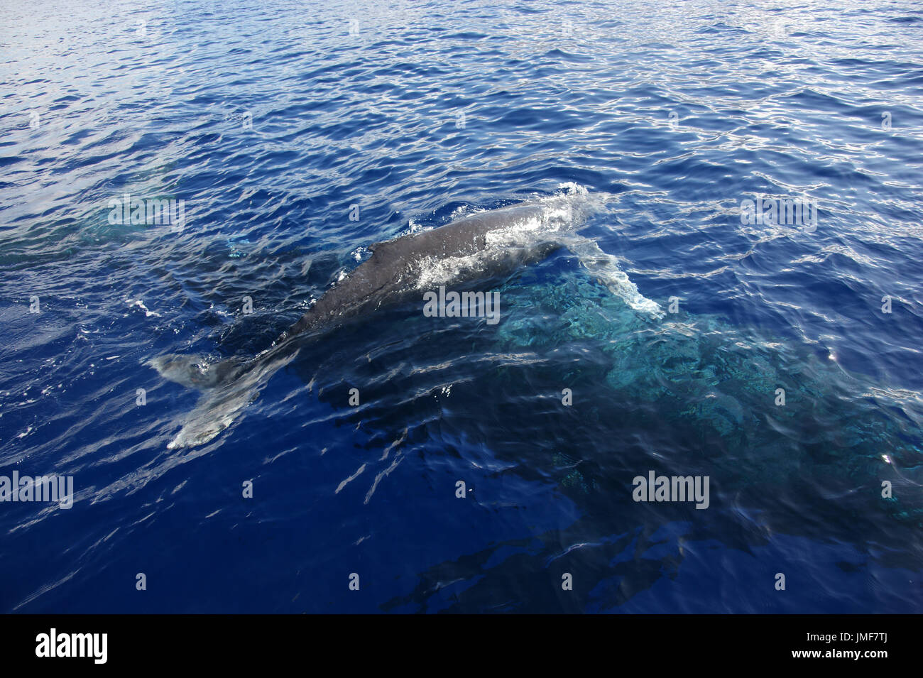 A young Humpback whale (Megaptera novaeangliae) swims above its mother at the surface of the Hawaiian Sea Stock Photo
