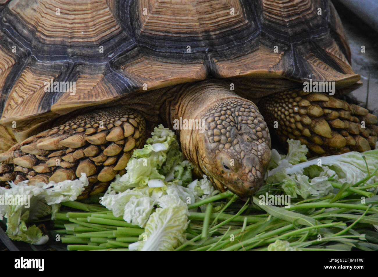 A tortoise eating lettuce and fresh cabbage Stock Photo Alamy