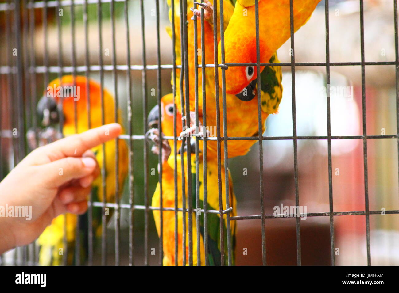 birds inside the cage Stock Photo