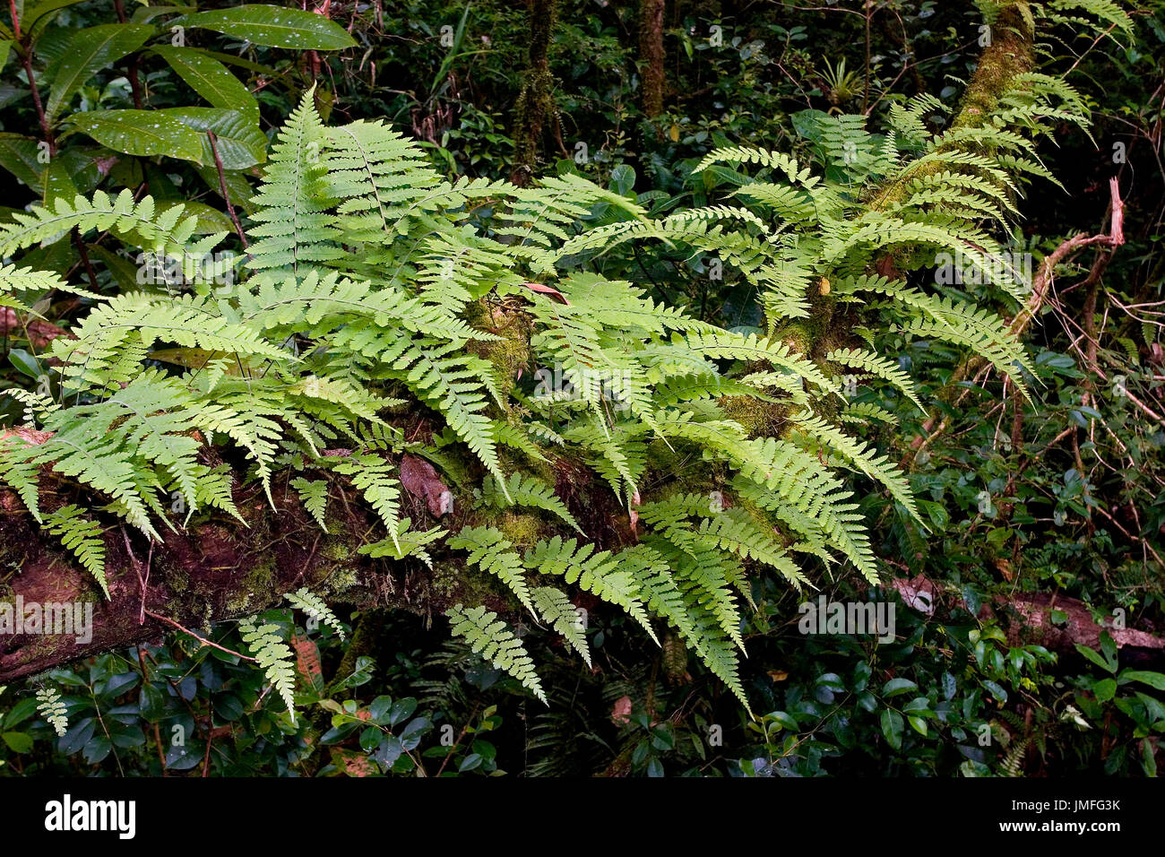 Tree Ferns Primary Stock Photos Tree Ferns Primary Stock - 