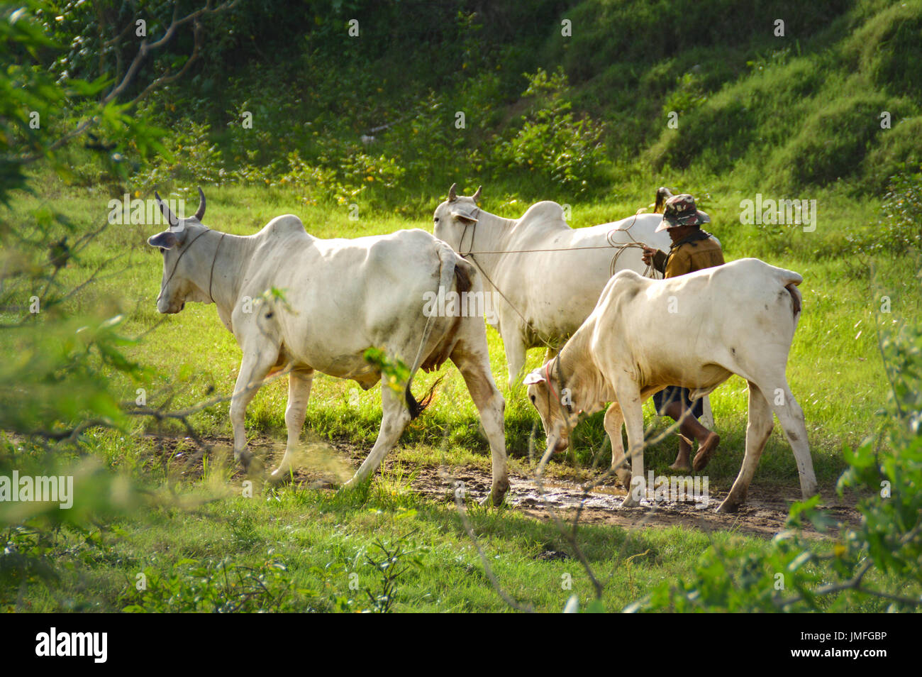 Herding the cattles home Stock Photo