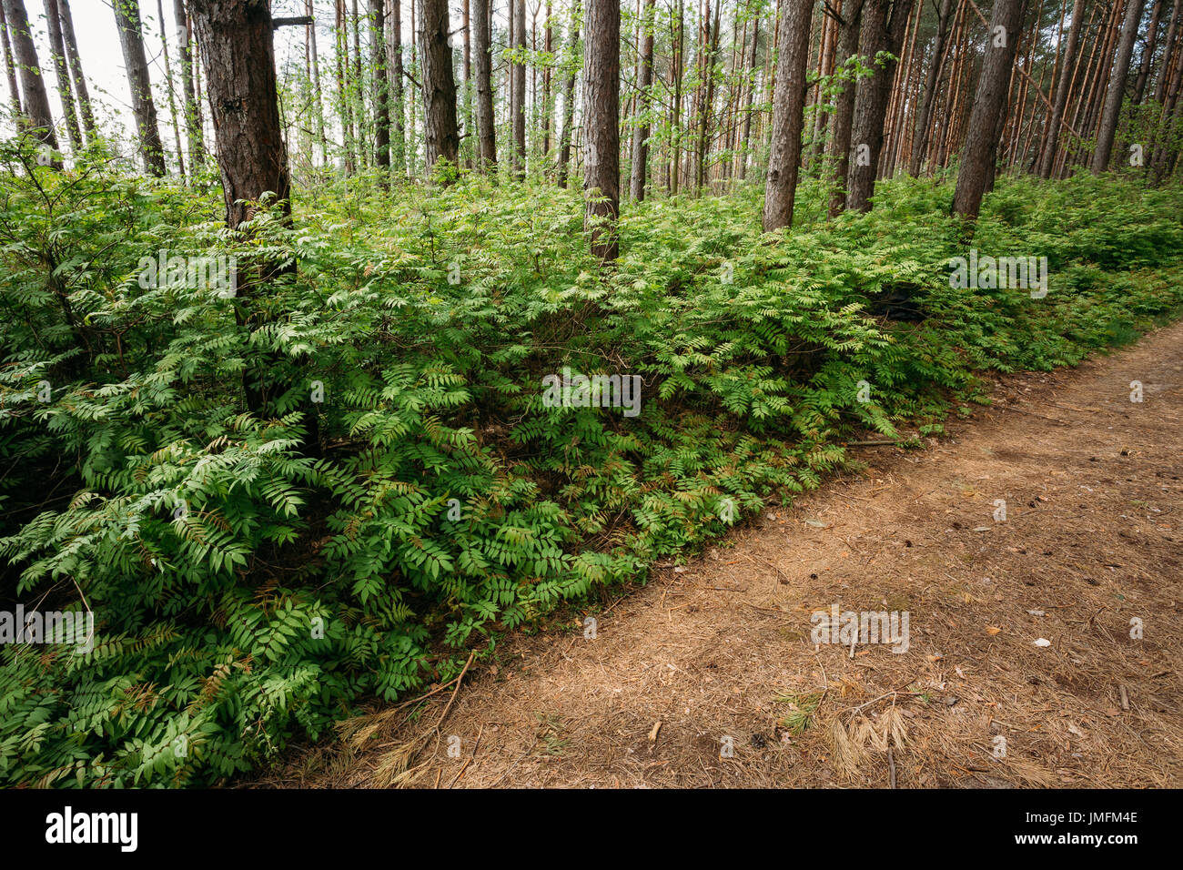 The Fragment Of Forest Road Surface, Strewn With Fallen Pine Needles, Cones And Dense Wild Deciduous Underbrush Bushes Along It In Summer Pine Wood. Stock Photo