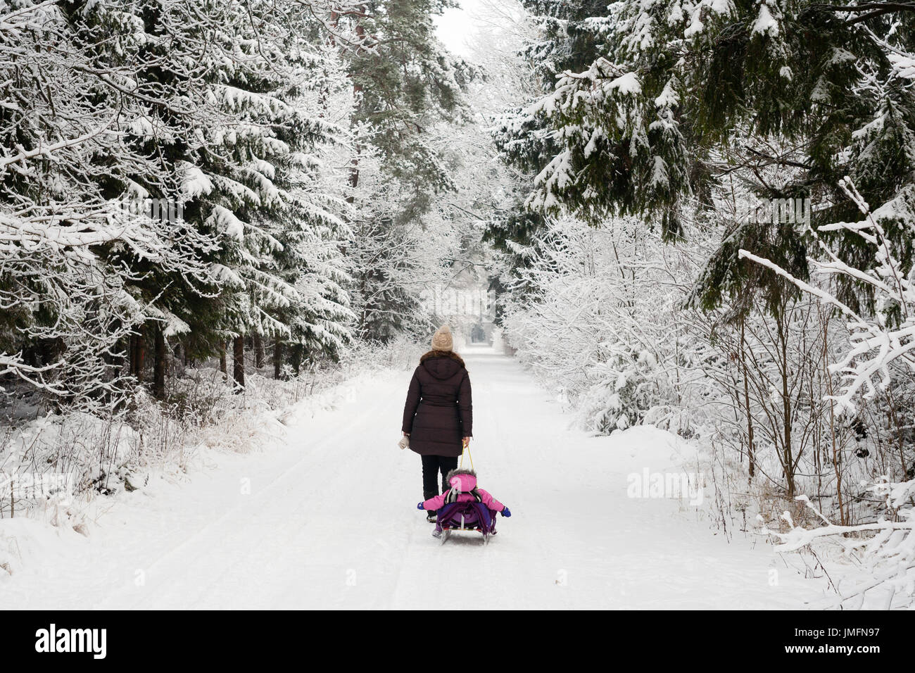 mother is towing daughter on the sledge in winter forest through the