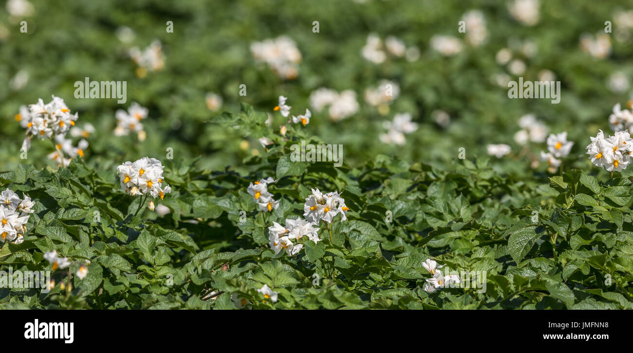 White flowers on potato plants Stock Photo Alamy
