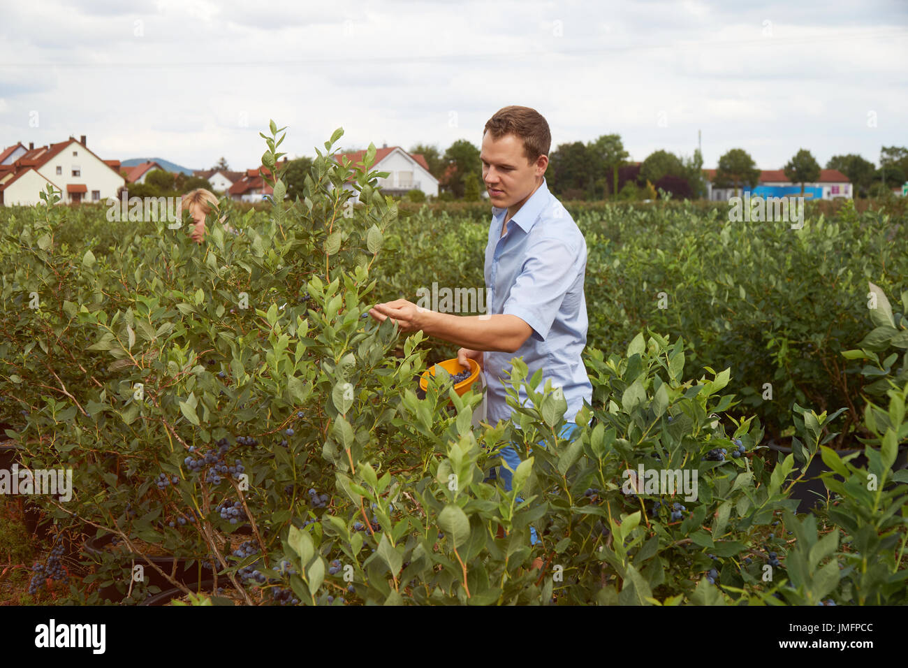 Young man is picking fruits on a blueberry field. Toned. Stock Photo