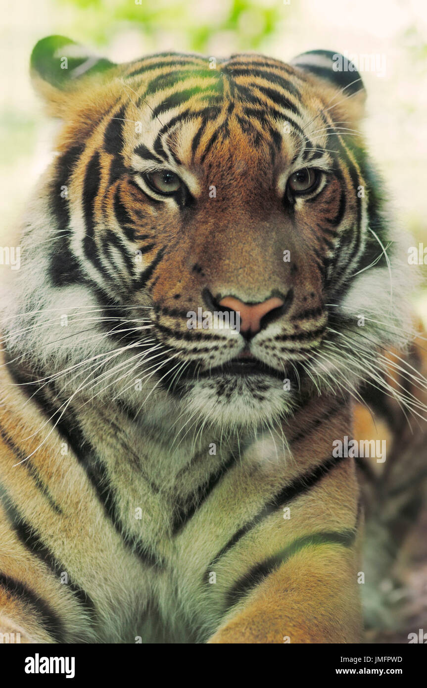 Malayan Tiger / (Panthera tigris malayensis, Panthera tigris jacksoni) Stock Photo