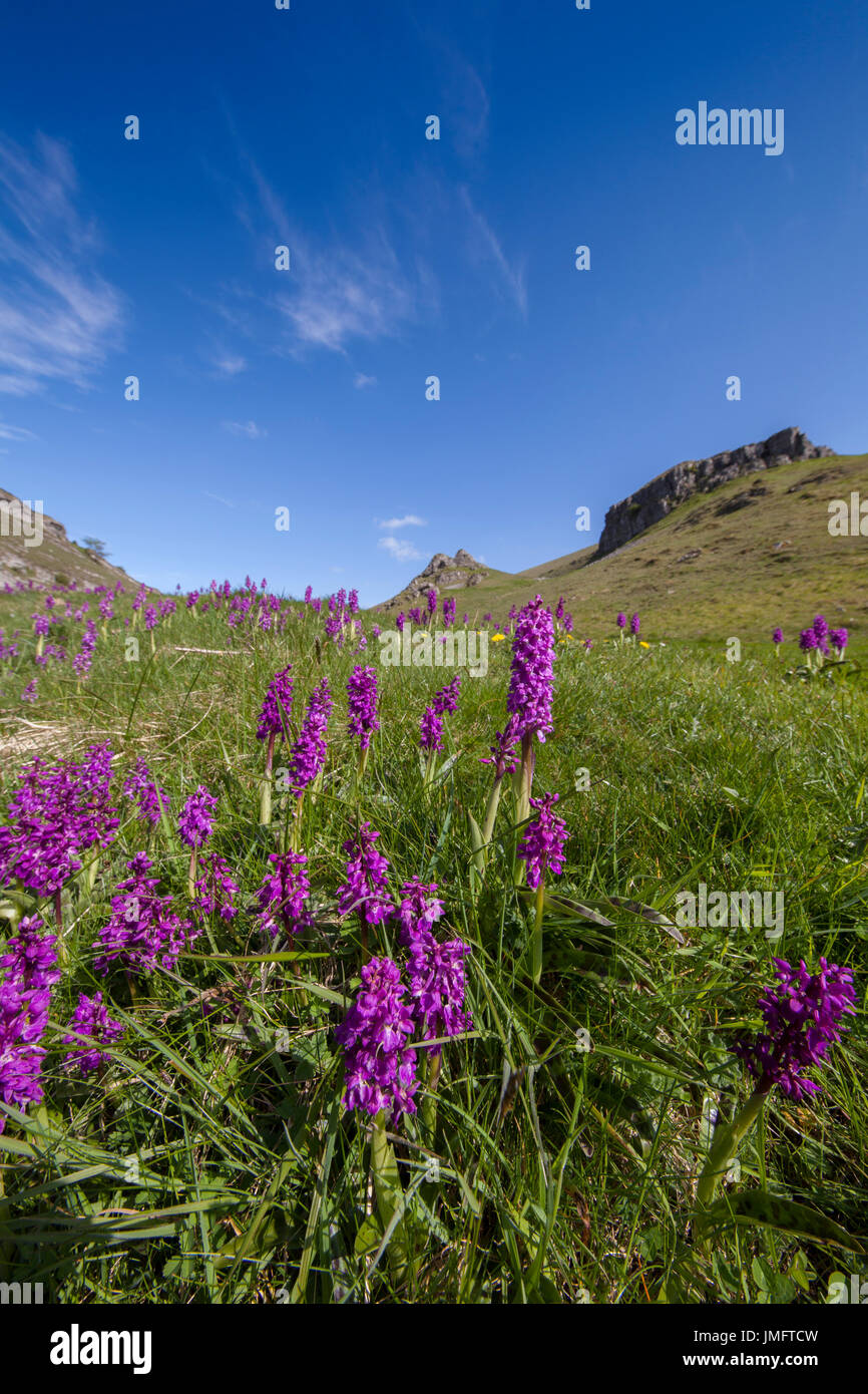 Early Purple Orchids in Cressbrook Dale Peak District Stock Photo