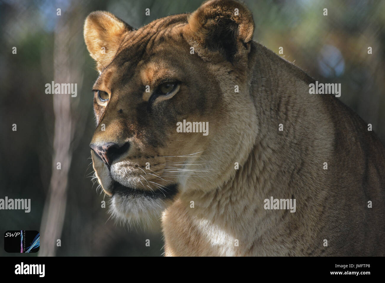 Female Lion at Zoo Stock Photo