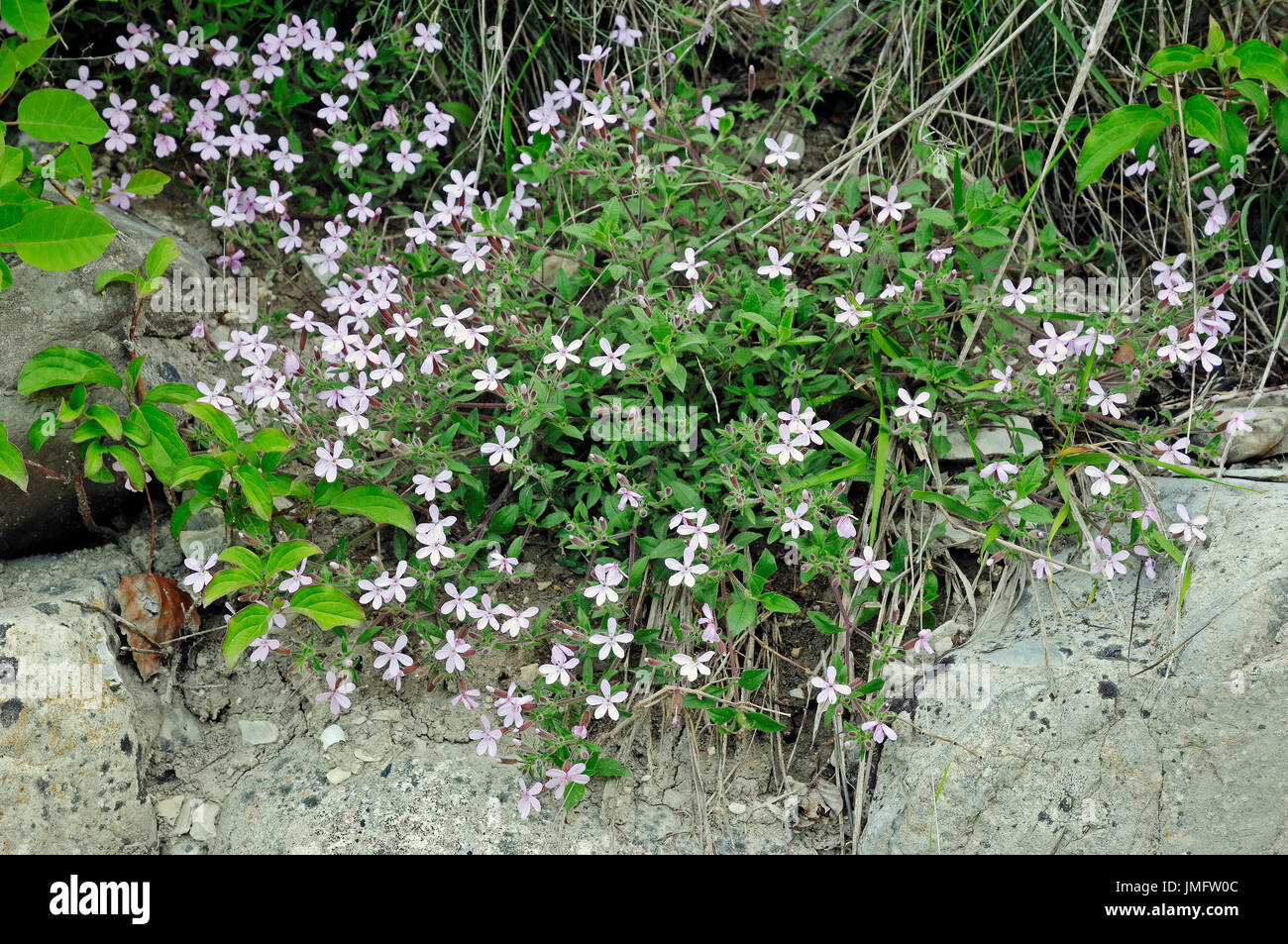 Rock Soapwort, Provence, Southern France / (Saponaria ocymoides) | Rotes Seifenkraut, Provence, Suedfrankreich Stock Photo