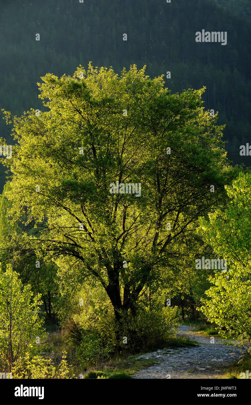 Black Poplar, France / (Populus nigra) | Schwarz-Pappel, Frankreich / (Populus nigra) / Schwarzpappel Stock Photo
