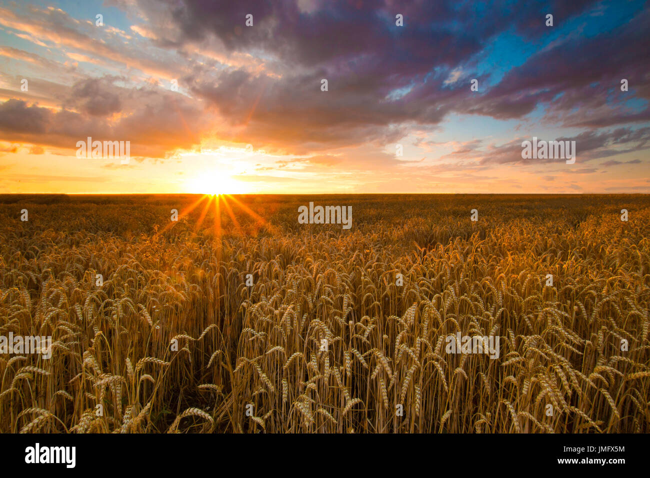 Colorful sunset over wheat field Stock Photo