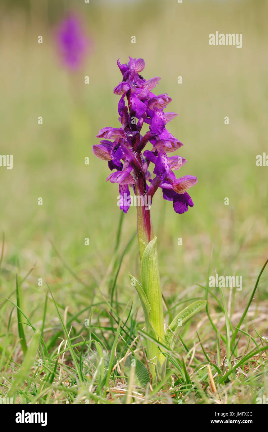 Green-winged Orchid, Provence, Southern France / (Orchis morio, Anacamptis morio) / Early Purple Orchid, Green-veined Orchid Stock Photo
