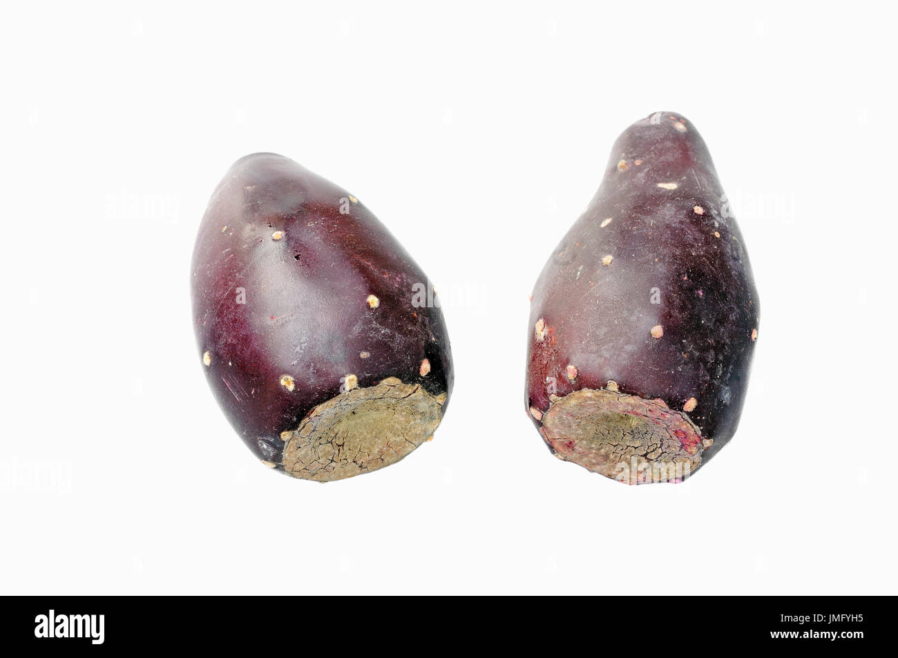 Indian Fig Opuntia, fruits / (Opuntia ficus-indica) | Feigenkaktus, Fruechte / (Opuntia ficus-indica) Stock Photo