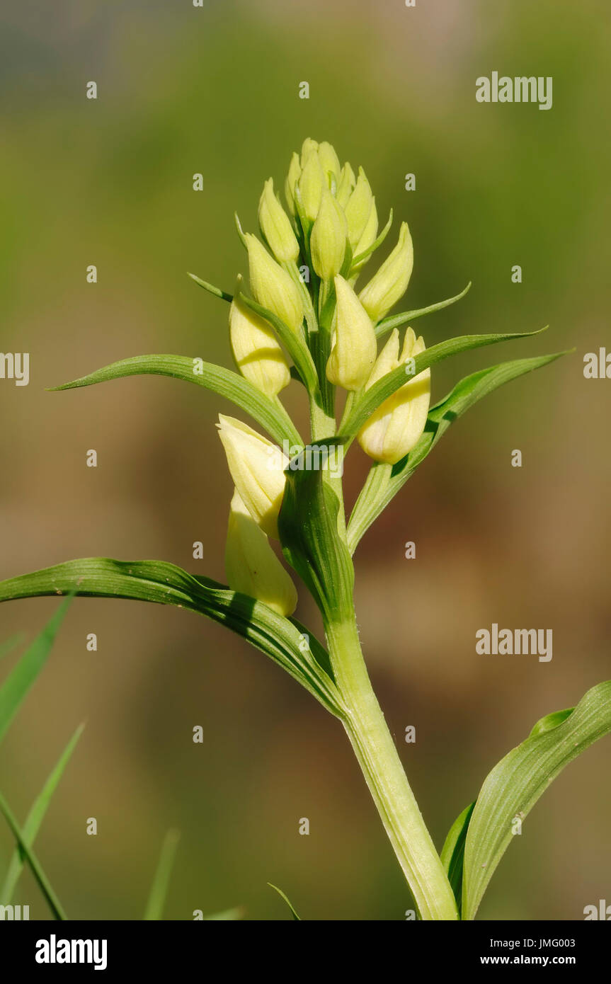 White Helleborine, Provence, Southern France / (Cephalanthera damasonium) | Weisses Waldvoegelein, Provence, Suedfrankreich Stock Photo