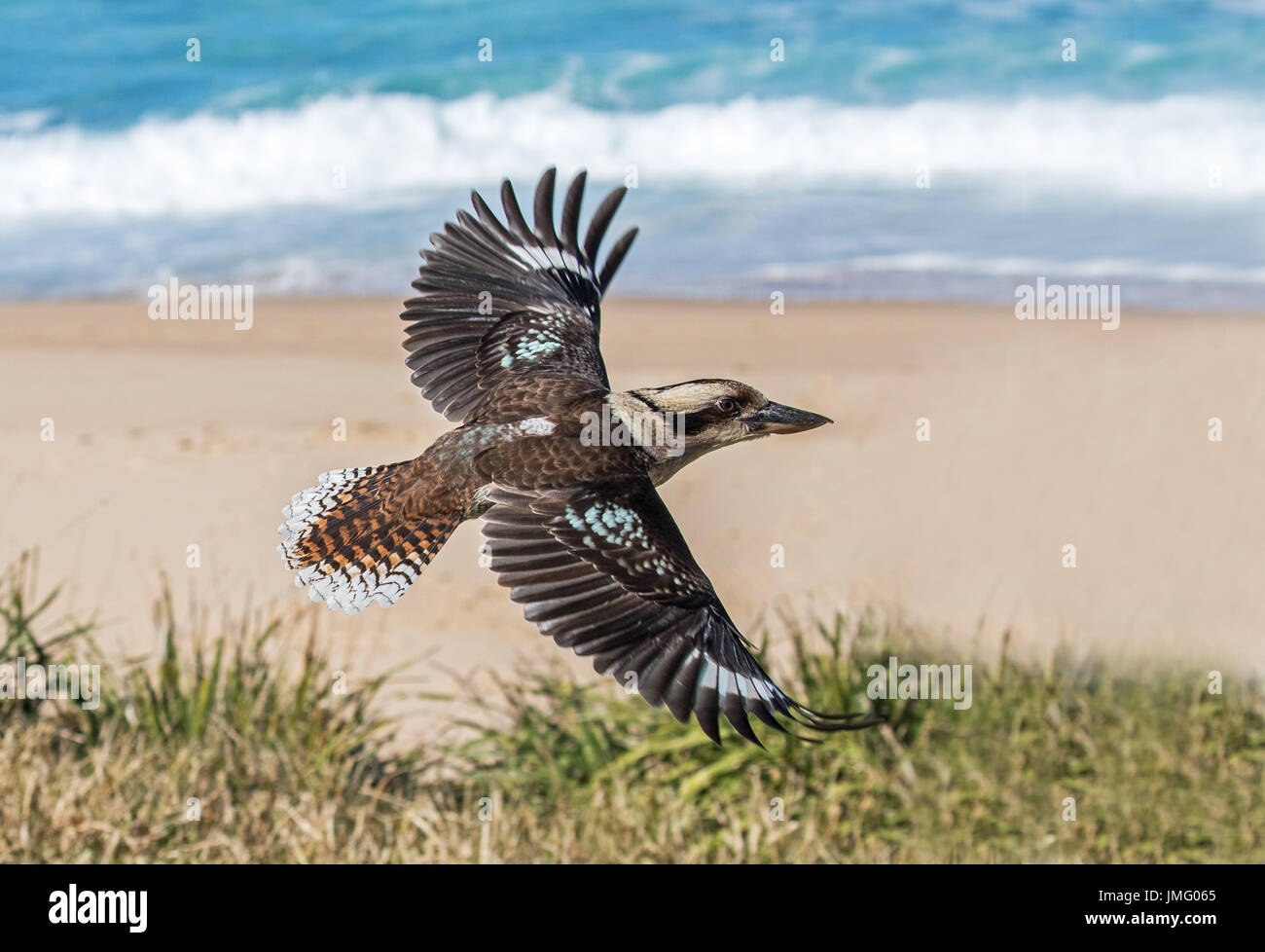 Laughing Kookaburra Stock Photo
