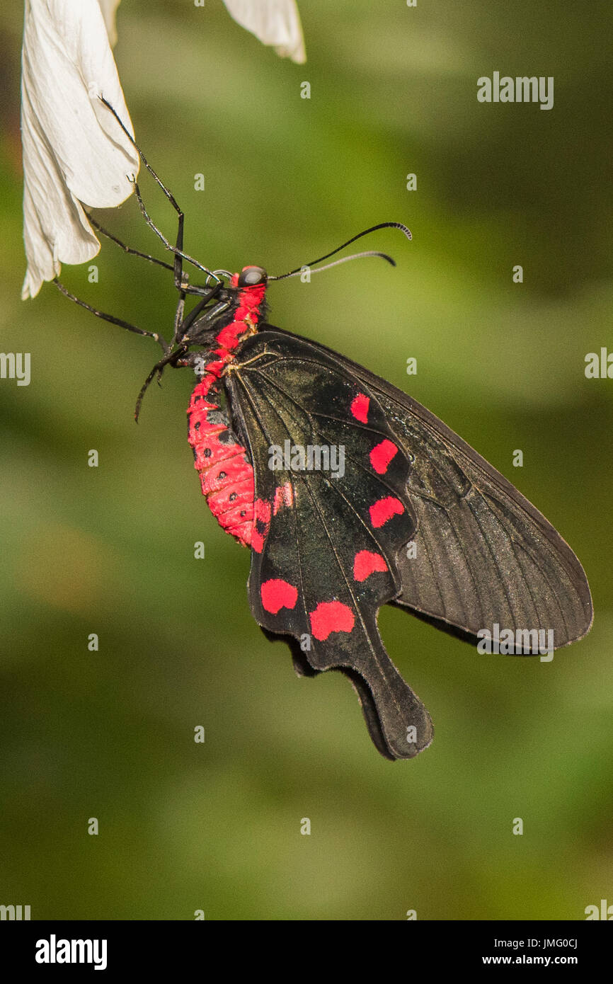 A Black Swallowtail butterfly Stock Photo