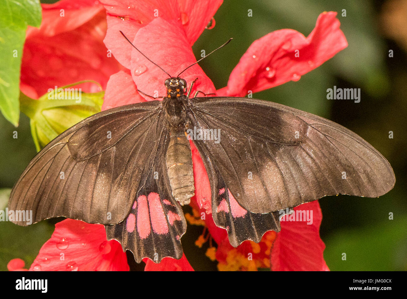 A Black Swallowtail butterfly feeding Stock Photo