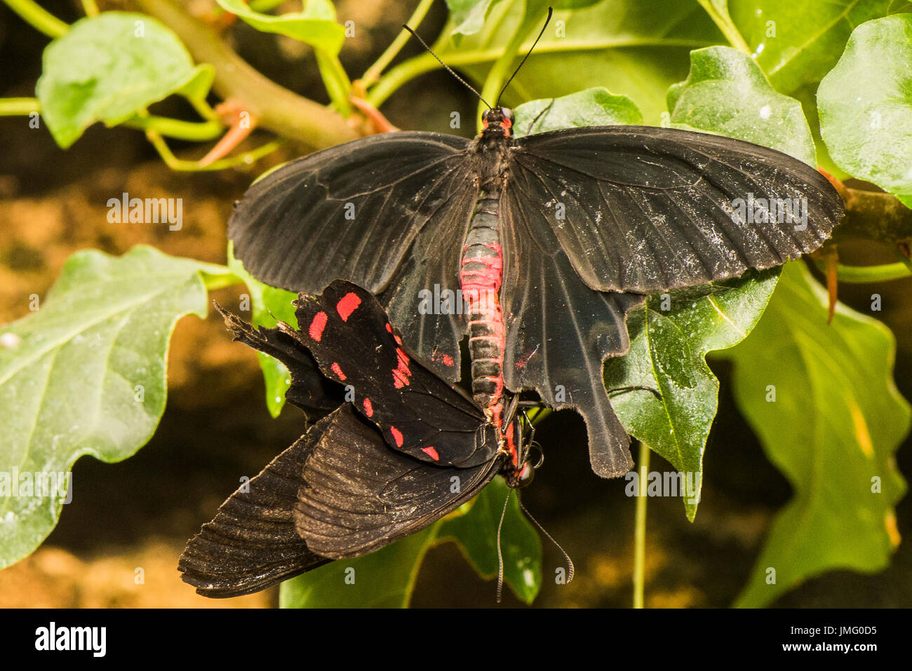A pair of mating Black Swallowtails Stock Photo