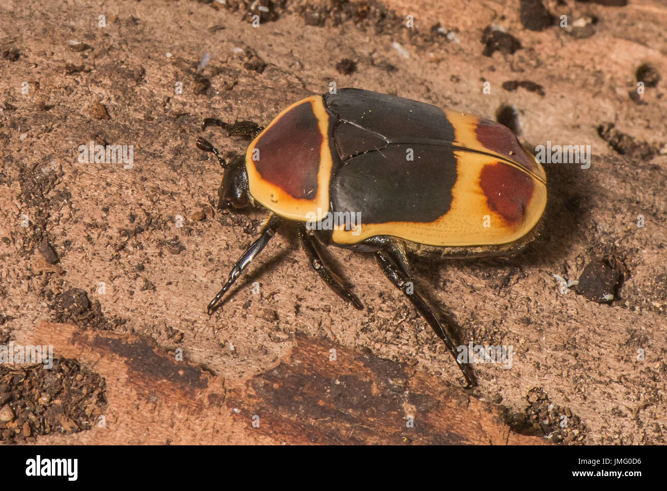 An African Fruit beetle Stock Photo
