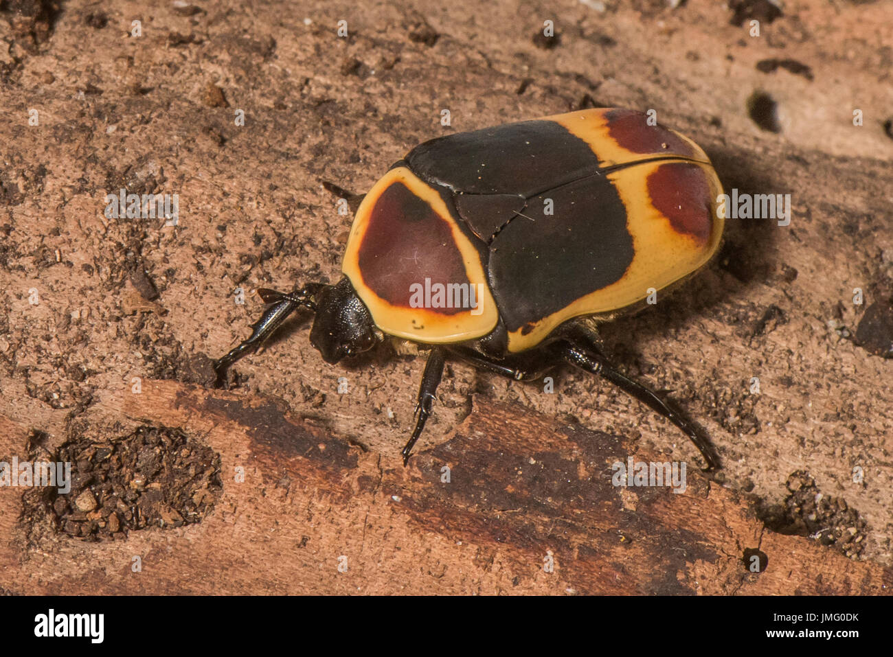An African Fruit beetle Stock Photo