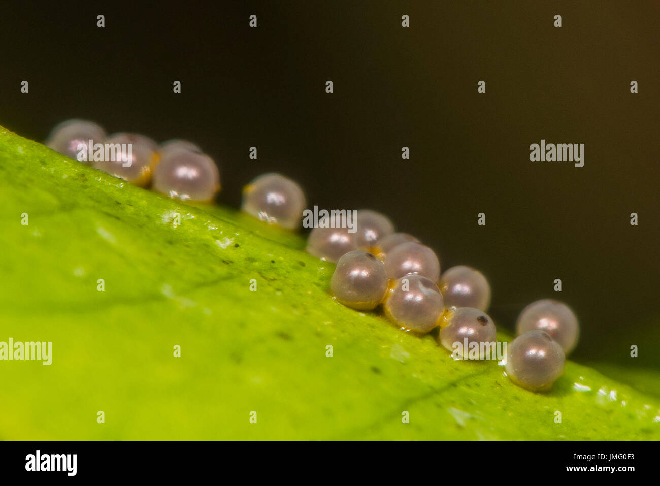 Eggs of the Redspotted Swallowtail butterfly Stock Photo Alamy