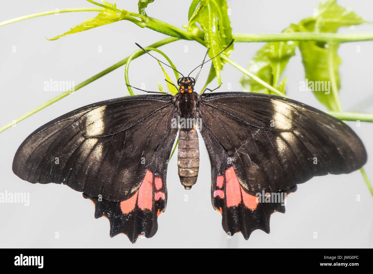 An adult Red-spotted Swallowtail butterfly Stock Photo