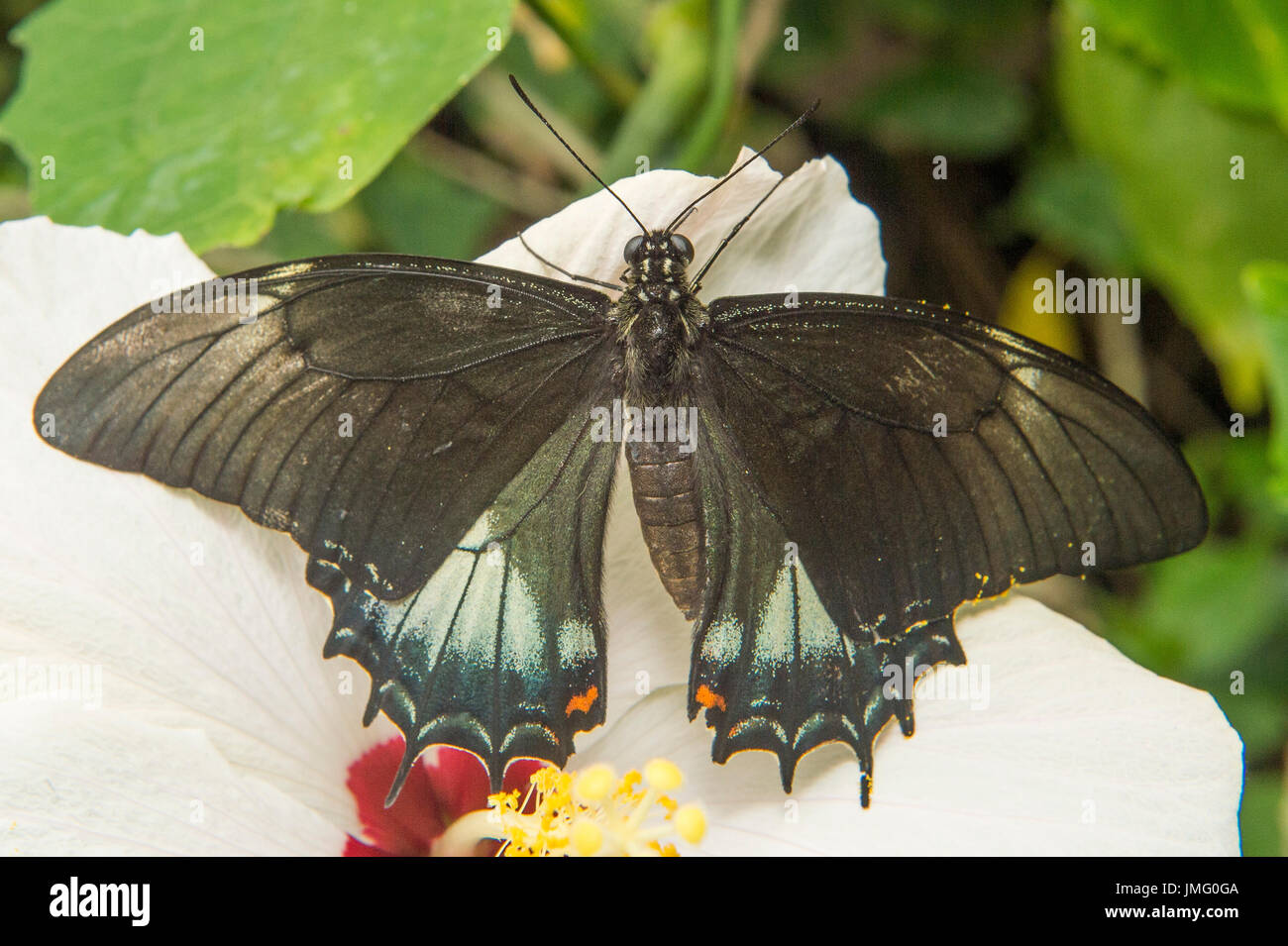 An adult Androgeus Swallowtail butterfly Stock Photo