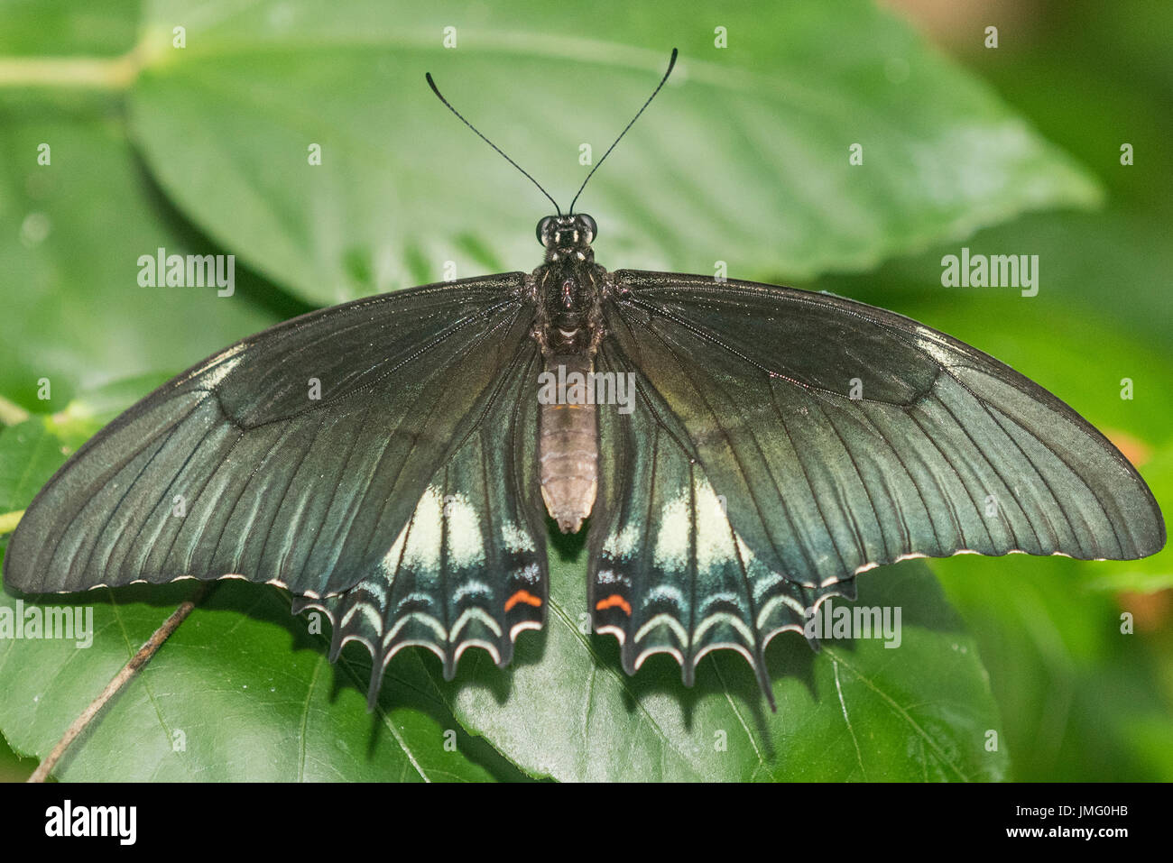 An adult Broad-banded Swallowtail butterfly Stock Photo