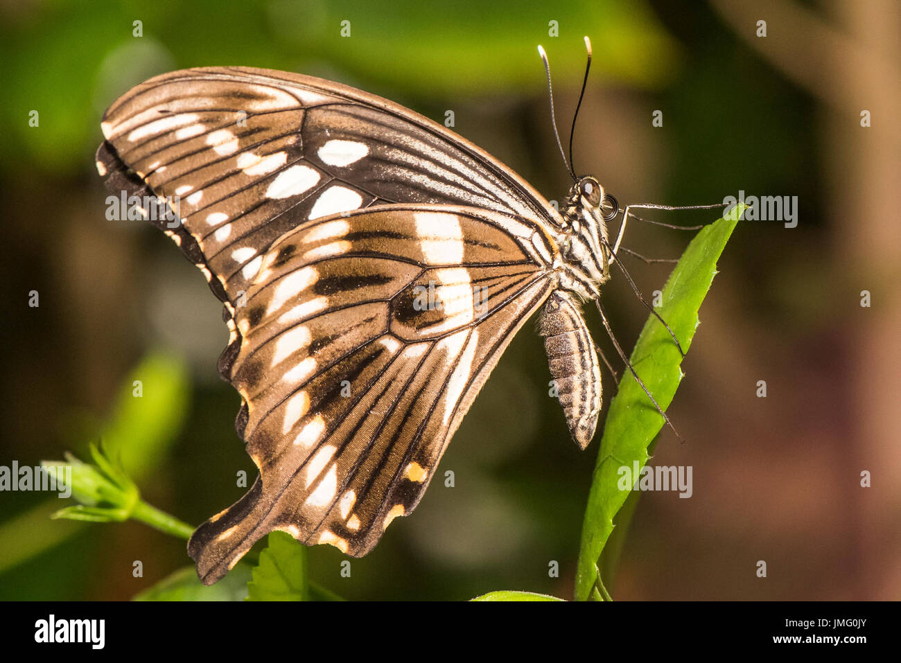 An adult Constantine's Swallowtail butterfly Stock Photo